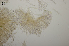 Phaeohelotium fulvidulum