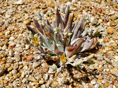 Dudleya abramsii abramsii
