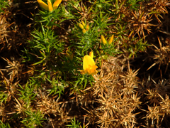 Ulex densus