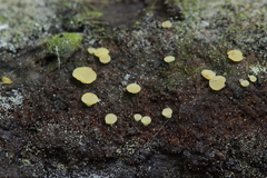 Phaeohelotium fulvidulum