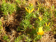Ulex densus