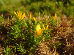 Ulex densus