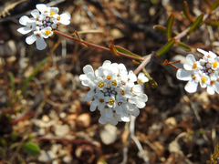Iberis procumbens microcarpa