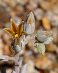 Dudleya abramsii abramsii