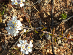 Iberis procumbens microcarpa