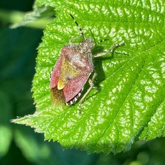 Dolycoris baccarum