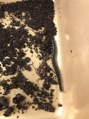 Cormocephalus rubriceps