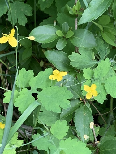 photo of Greater Celandine (Chelidonium majus)