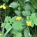 photo of Greater Celandine (Chelidonium majus)