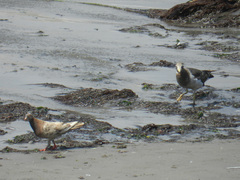 Larus belcheri