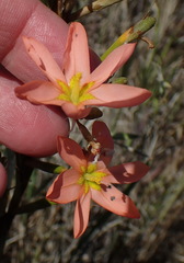 Moraea bifida