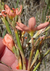 Moraea bifida