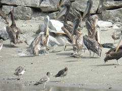 Pelecanus thagus