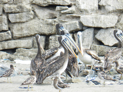 Pelecanus thagus