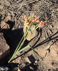 Moraea bifida