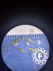 Festuca subverticillata