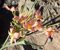 Moraea bifida