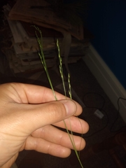Festuca subverticillata
