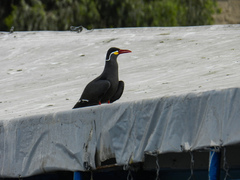 Larosterna inca