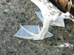 Pelecanus thagus