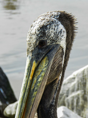 Pelecanus thagus
