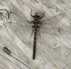 Williamsonia lintneri