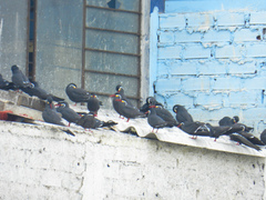 Larosterna inca