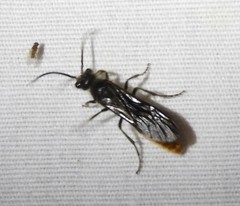 Sphaeropthalma marpesia