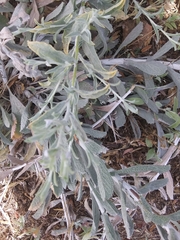 Artemisia cana
