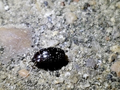 Chelonarium lecontei