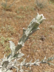 Artemisia cana