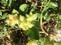 Tripodion tetraphyllum