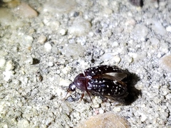 Chelonarium lecontei