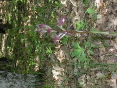 Himantoglossum comperianum