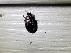 Chelonarium lecontei