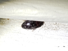 Chelonarium lecontei