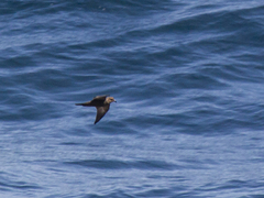 Hydrobates leucorhous