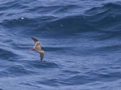 Hydrobates leucorhous
