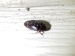 Chelonarium lecontei