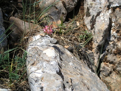 Onobrychis dielsii