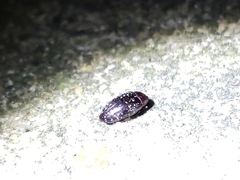 Chelonarium lecontei