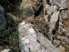Onobrychis dielsii