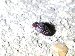 Chelonarium lecontei