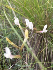 Astragalus ucrainicus