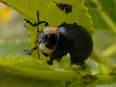 Chrysomela collaris