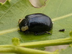 Chrysomela collaris