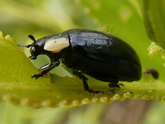 Chrysomela collaris