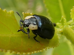 Chrysomela collaris