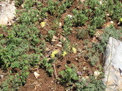 Anthyllis vulneraria boissieri