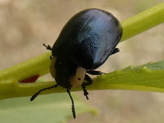 Chrysomela collaris